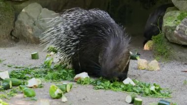 Hint armalı kirpi (