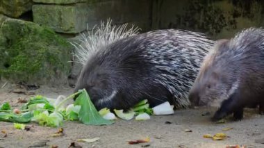 Hint armalı kirpi (