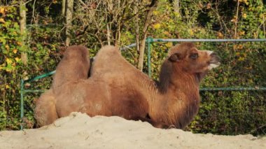Bactrian develeri (Camelus bactrianus), Orta Asya 'nın bozkırlarına özgü büyük, tek ayak parmaklı bir bakteridir. Bactrian devesinin sırtında iki hörgücü vardır.