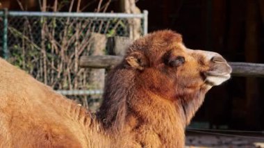 Bactrian develeri (Camelus bactrianus), Orta Asya 'nın bozkırlarına özgü büyük, tek ayak parmaklı bir bakteridir. Bactrian devesinin sırtında iki hörgücü vardır.