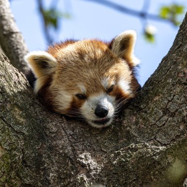 Kırmızı panda, Ailurus fulgens, daha küçük panda ve kırmızı kedi ayı olarak da bilinir..