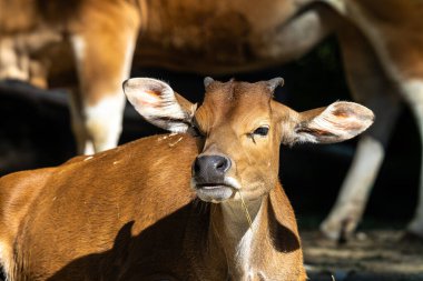 Banteng, Bos javanicus veya Red Bull. Vahşi bir sığır türüdür ama sığır ve bizondan farklı kilit özellikler vardır: hem erkek hem de dişilerde beyaz bir şerit..