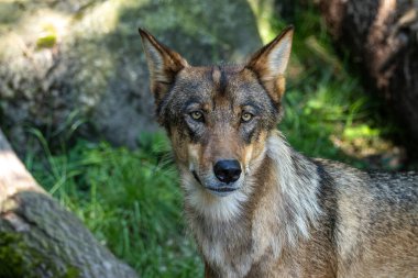 Kurt, gri kurt ya da kereste kurdu olarak da bilinen, Avrasya ve Kuzey Amerika 'nın vahşi ve uzak bölgelerinde yaşayan bir köpek türüdür..