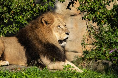 Aslan, Panthera leo, Panthera cinsindeki dört büyük kediden biridir ve Felidae familyasının bir üyesidir..
