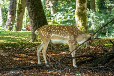 Fallow deer, Dama mezopotamya, Cervidae familyasından bir memeli türü..