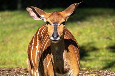 Nyala, Tragelaphus angasii Güney Afrika 'ya özgü spiral boynuzlu bir antiloptur. Bovidae familyasından ve Nyala familyasından, Tragelaphus familyasından bir türdür..