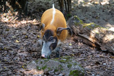 Kızıl nehir domuzu, Potamochoerus porcus, ayrıca çalı domuzu olarak da bilinir. Bu domuzun yer altında yiyecek bulmak için keskin bir koku alma duyusu var..