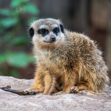 Meerkat, Suricata suricatta bir taşın üzerinde oturuyor ve uzaklığa bakıyor..