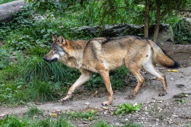 Kurt, gri kurt ya da kereste kurdu olarak da bilinen, Avrasya ve Kuzey Amerika 'nın vahşi ve uzak bölgelerinde yaşayan bir köpek türüdür..