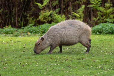 Capybara, Hydrochoerus hydrochaeris Güney Amerika 'da yaşayan bir memelidir. Dünyada yaşayan en büyük kemirgendir..
