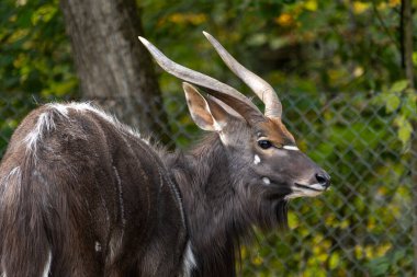 Nyala, Tragelaphus angasii Güney Afrika 'ya özgü spiral boynuzlu bir antiloptur. Bovidae familyasından ve Nyala familyasından, Tragelaphus familyasından bir türdür..