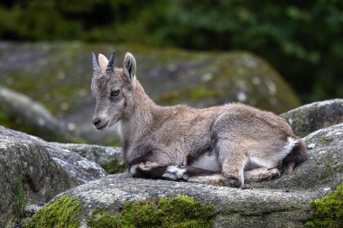 Genç dağ keçisi bir kayanın üzerinde - Alman parkında Capra dağ keçisi