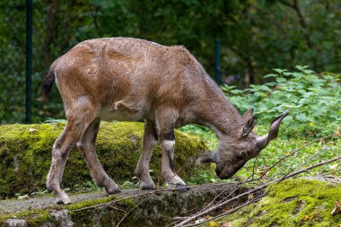 Türkmen markhor, Capra Falconeri heptneri. Bu türün adı boynuz şeklinden geliyor, tirbuşon ya da vida gibi kıvrılıyor. Markhor Pakistan 'ın sembollerinden biri.