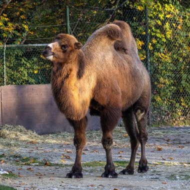 Bactrian develeri (Camelus bactrianus), Orta Asya 'nın bozkırlarına özgü büyük, tek ayak parmaklı bir bakteridir. Bactrian devesinin sırtında iki hörgücü vardır.