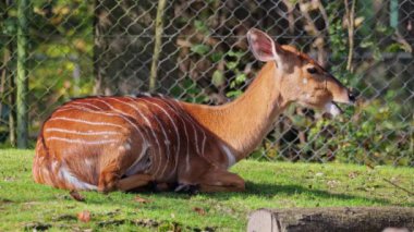 Nyala, Tragelaphus angasii Güney Afrika 'ya özgü spiral boynuzlu bir antiloptur. Bovidae familyasından ve Nyala familyasından, Tragelaphus familyasından bir türdür.. 