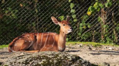 Nyala, Tragelaphus angasii Güney Afrika 'ya özgü spiral boynuzlu bir antiloptur. Bovidae familyasından ve Nyala familyasından, Tragelaphus familyasından bir türdür.. 