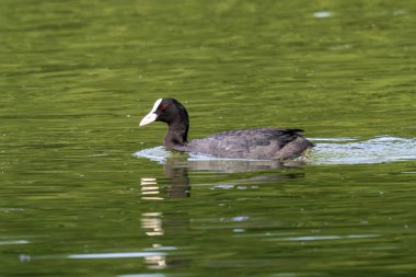 The Eurasian coot, Fulica atra, also known as the common coot, or Australian coot, is a member of the bird family, the Rallidae. It is found in Europe, Asia, Australia, New Zealand and parts of Africa clipart