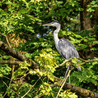 Gri balıkçıl, Ardea cinerea, büyük gri bir kuş ağaçta bir dalda oturuyor ve etrafa bakıyor, tüylü tüyler, büyük gagalı, başının arkasında uzun tüyler, vahşi doğadan bir sahne.