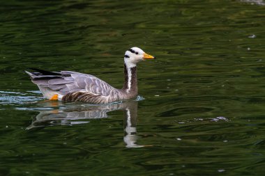Çubuk başlı kaz Anser indicus, Orta Asya 'da, Güney Asya' daki dağ gölleri ve kışların yakınında, Hindistan yarımadasının güneyine kadar uzanan kolonilerde üreyen bir kazdır..