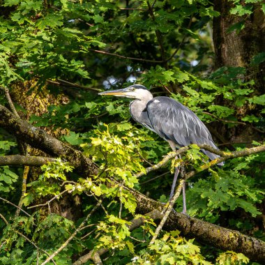 Gri balıkçıl, Ardea cinerea, büyük gri bir kuş ağaçta bir dalda oturuyor ve etrafa bakıyor, tüylü tüyler, büyük gagalı, başının arkasında uzun tüyler, vahşi doğadan bir sahne.