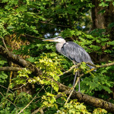 Grey heron, Ardea cinerea, a massive gray bird sitting on a branch in a tree and looking around, with fluffy feathers, large beak, long feathers on back side of head, scene from wild nature clipart