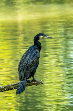 Kuzey yarımküre boyunca büyük siyah karabatak olarak bilinen büyük karabatak, Avustralya 'daki siyah karabatak ve Yeni Zelanda' nın daha güneyindeki siyah karabatak