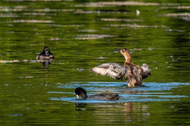 Aythya Ferina Almanya 'da Münih' te bir gölde yüzüyor.