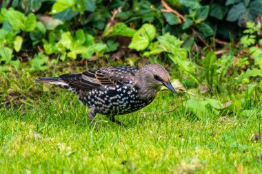 Sığırcık, Sturnus vulgaris aynı zamanda Avrupa sığırcığı olarak da bilinir yeşil çimlerde yürür ve gagasıyla toprağı kazarak yiyecek arar..