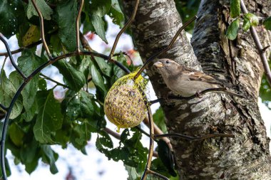 Fluffy house sparrow bird, Passer domesticus perched on bird feeder containing birdseed. clipart