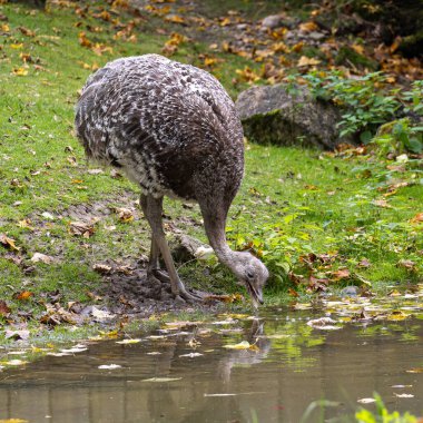 Darwin's rhea, Rhea pennata also known as the lesser rhea. It is a large flightless bird, but the smaller of the two extant species of rheas. clipart