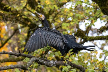 Kuzey yarımküre boyunca büyük siyah karabatak olarak bilinen büyük karabatak, Avustralya 'daki siyah karabatak ve Yeni Zelanda' nın daha güneyindeki siyah karabatak
