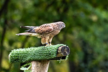 Falco tinnunculus, atmacagiller (Falconidae) familyasından bir kuş türü..