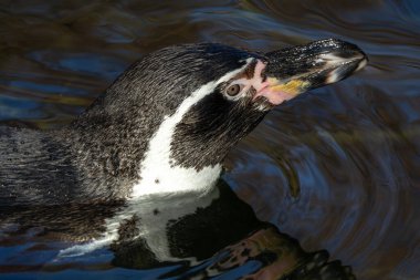 Humboldt Pengueni (