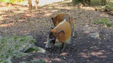 Kızıl nehir domuzu, Potamochoerus porcus, ayrıca çalı domuzu olarak da bilinir. Bu domuzun yer altında yiyecek bulmak için keskin bir koku alma duyusu var..