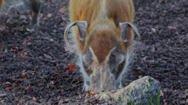 Kızıl nehir domuzu, Potamochoerus porcus, ayrıca çalı domuzu olarak da bilinir. Bu domuzun yer altında yiyecek bulmak için keskin bir koku alma duyusu var..