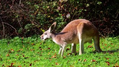 Kırmızı kanguru, Macropus Rufus tüm kanguruların en büyüğü, Avustralya 'ya özgü en büyük karasal memeli ve mevcut en büyük keseli hayvandır..