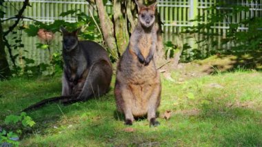 Wallaby bataklığı, Wallabia bicolor, küçük kangurulardan biridir. Bu valabi aynı zamanda siyah valabi olarak da bilinir.