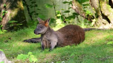 Wallaby bataklığı, Wallabia bicolor, küçük kangurulardan biridir. Bu valabi aynı zamanda siyah valabi olarak da bilinir.