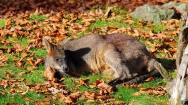 Wallaby bataklığı, Wallabia bicolor, küçük kangurulardan biridir. Bu valabi aynı zamanda siyah valabi olarak da bilinir.
