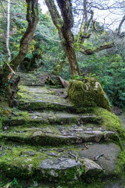 Portekiz 'deki Serra de Sintra Ulusal Parkı' nda terk edilmiş ve boş bir ortaçağ kongresi.