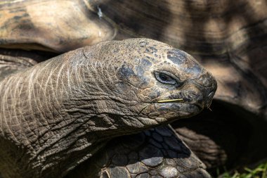 Aldabra dev kaplumbağa, Curieuse Deniz Ulusal Parkı, Curieuse Adası, Seyşeller