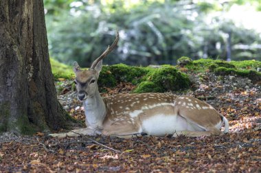 The fallow deer, Dama mesopotamica is a ruminant mammal belonging to the family Cervidae. clipart