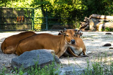 Banteng, Bos javanicus veya Red Bull. Vahşi bir sığır türüdür ama sığır ve bizondan farklı kilit özellikler vardır: hem erkek hem de dişilerde beyaz bir şerit..