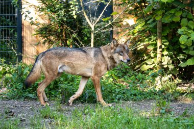 Kurt, gri kurt ya da kereste kurdu olarak da bilinen, Avrasya ve Kuzey Amerika 'nın vahşi ve uzak bölgelerinde yaşayan bir köpek türüdür..