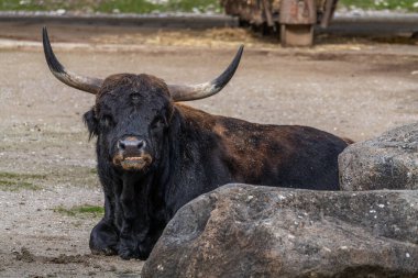 Bos Primigenius Taurus, soyu tükenmiş yaban öküzlerine benzediğini iddia etti. Alman parkında görülen yerli dağ sığırları