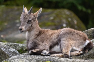 Genç dağ keçisi bir kayanın üzerinde - Alman parkında Capra dağ keçisi