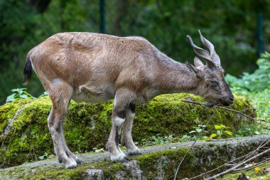 Türkmen markhor, Capra Falconeri heptneri. Bu türün adı boynuz şeklinden geliyor, tirbuşon ya da vida gibi kıvrılıyor. Markhor Pakistan 'ın sembollerinden biri.