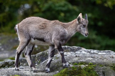Genç dağ keçisi bir kayanın üzerinde - Alman parkında Capra dağ keçisi