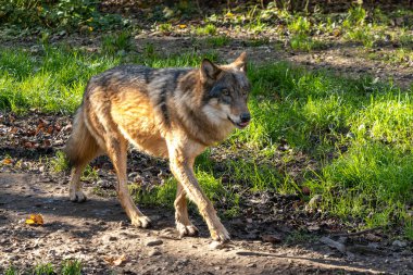Kurt, gri kurt ya da kereste kurdu olarak da bilinen, Avrasya ve Kuzey Amerika 'nın vahşi ve uzak bölgelerinde yaşayan bir köpek türüdür..