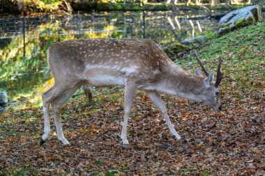 Fallow deer, Dama mezopotamya, Cervidae familyasından bir memeli türü..